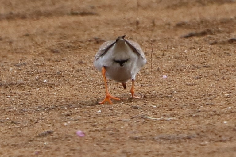 Common Ringed Plover - ML172483471