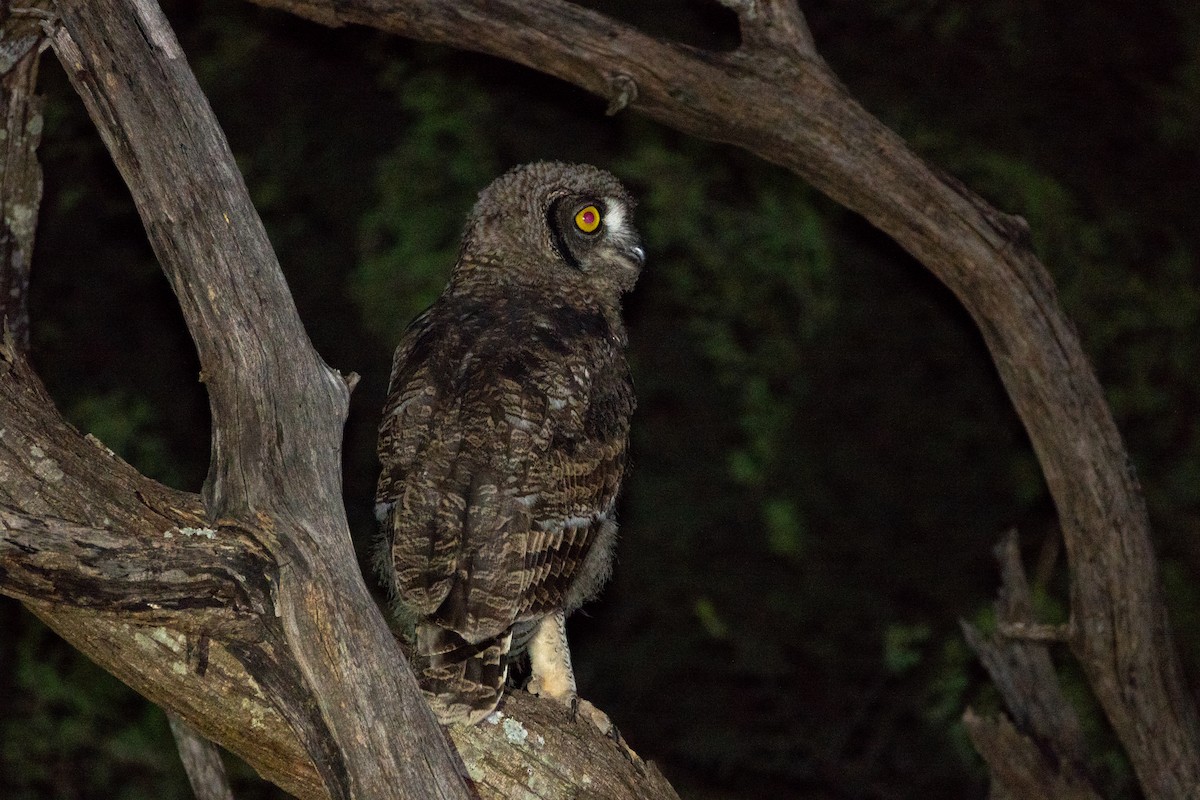 Spotted Eagle-Owl - Simon Gorta