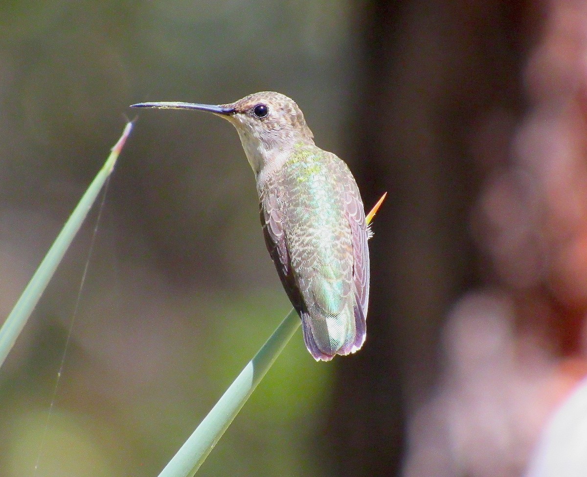 Black-chinned Hummingbird - Adam C. Stein