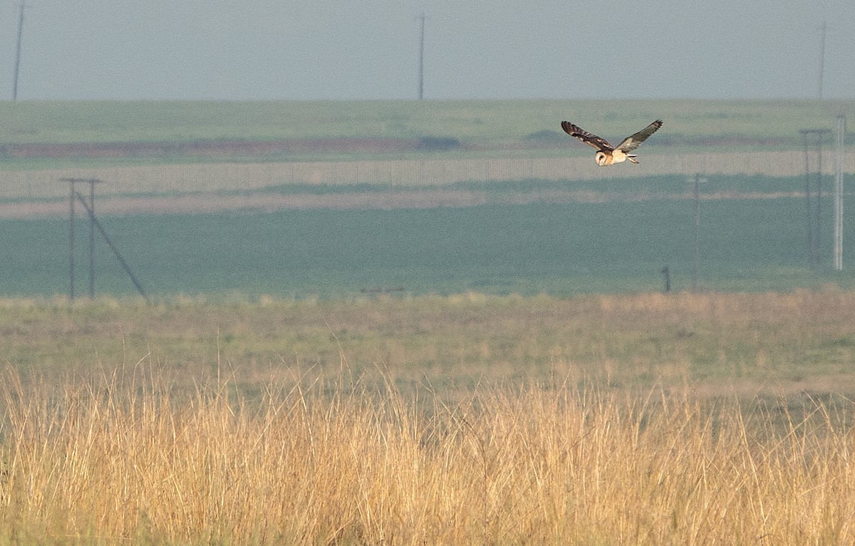 African Grass-Owl - ML172485311