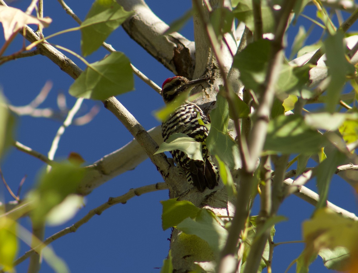 Ladder-backed Woodpecker - ML172485951