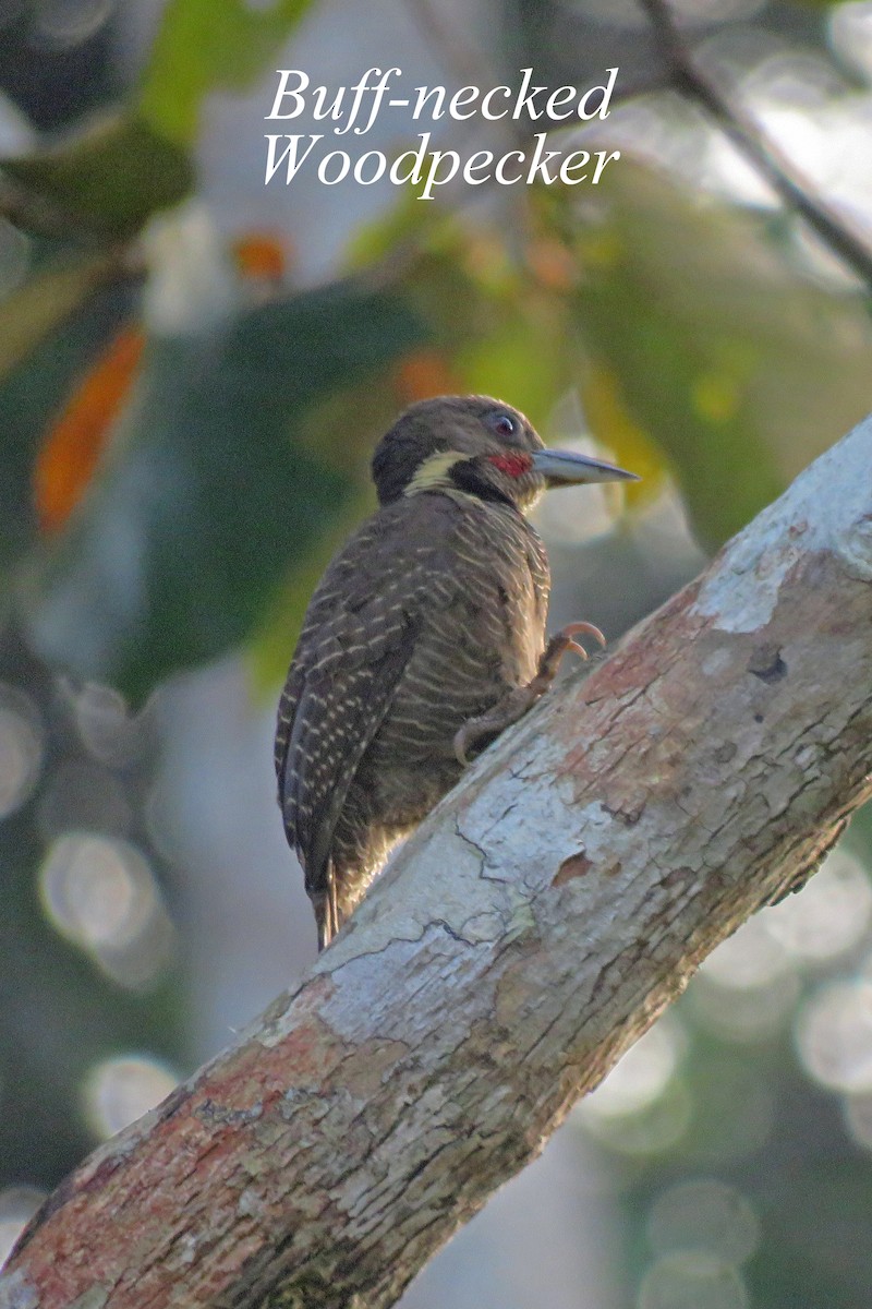 Buff-necked Woodpecker - Merrill Lester