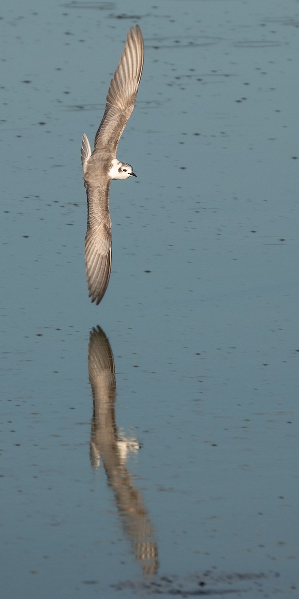 White-winged Tern - Simon Gorta