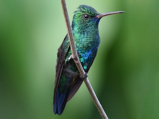  - Blue-chinned Sapphire