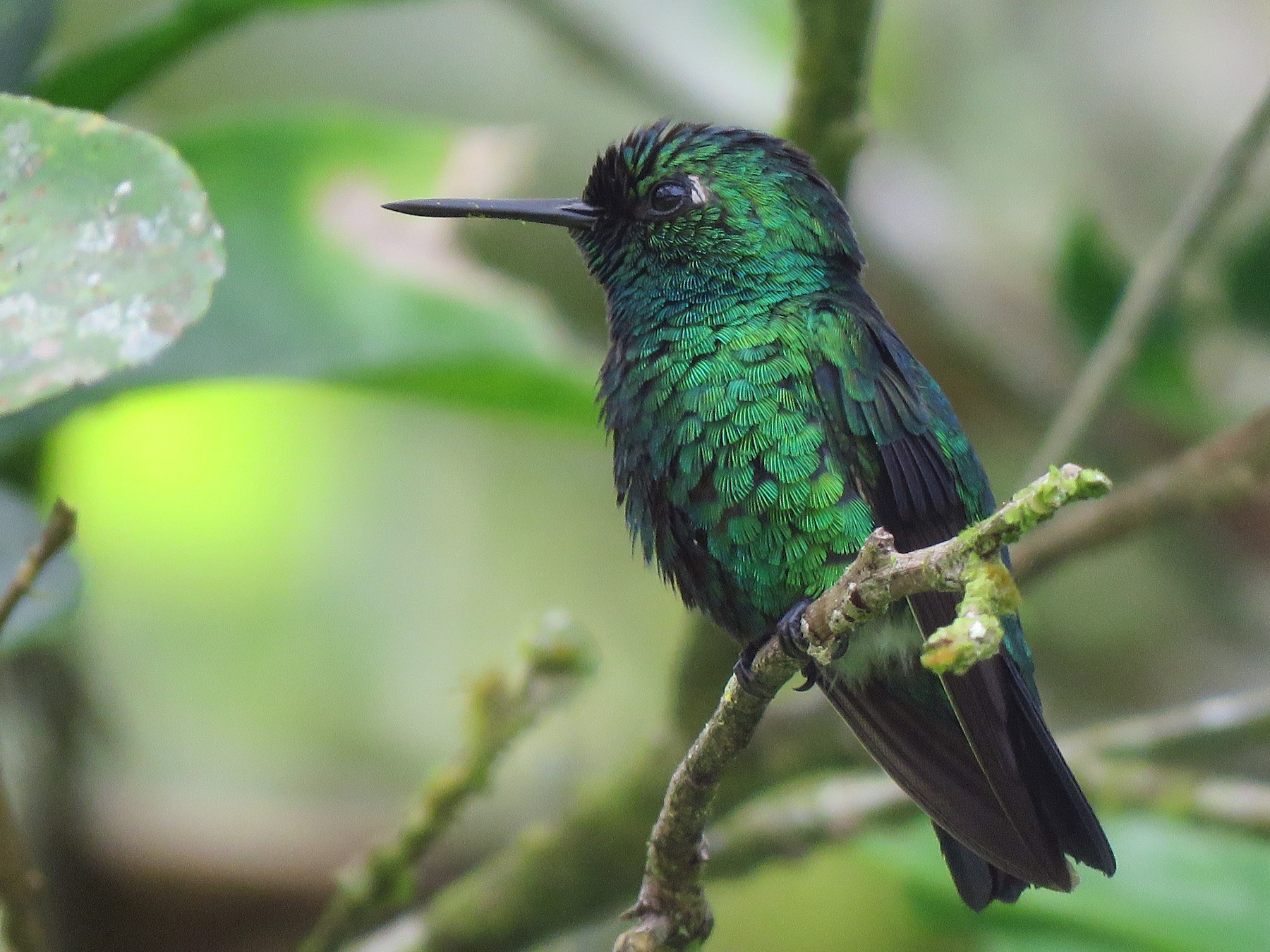 Blue-tailed Emerald - Yve Morrell