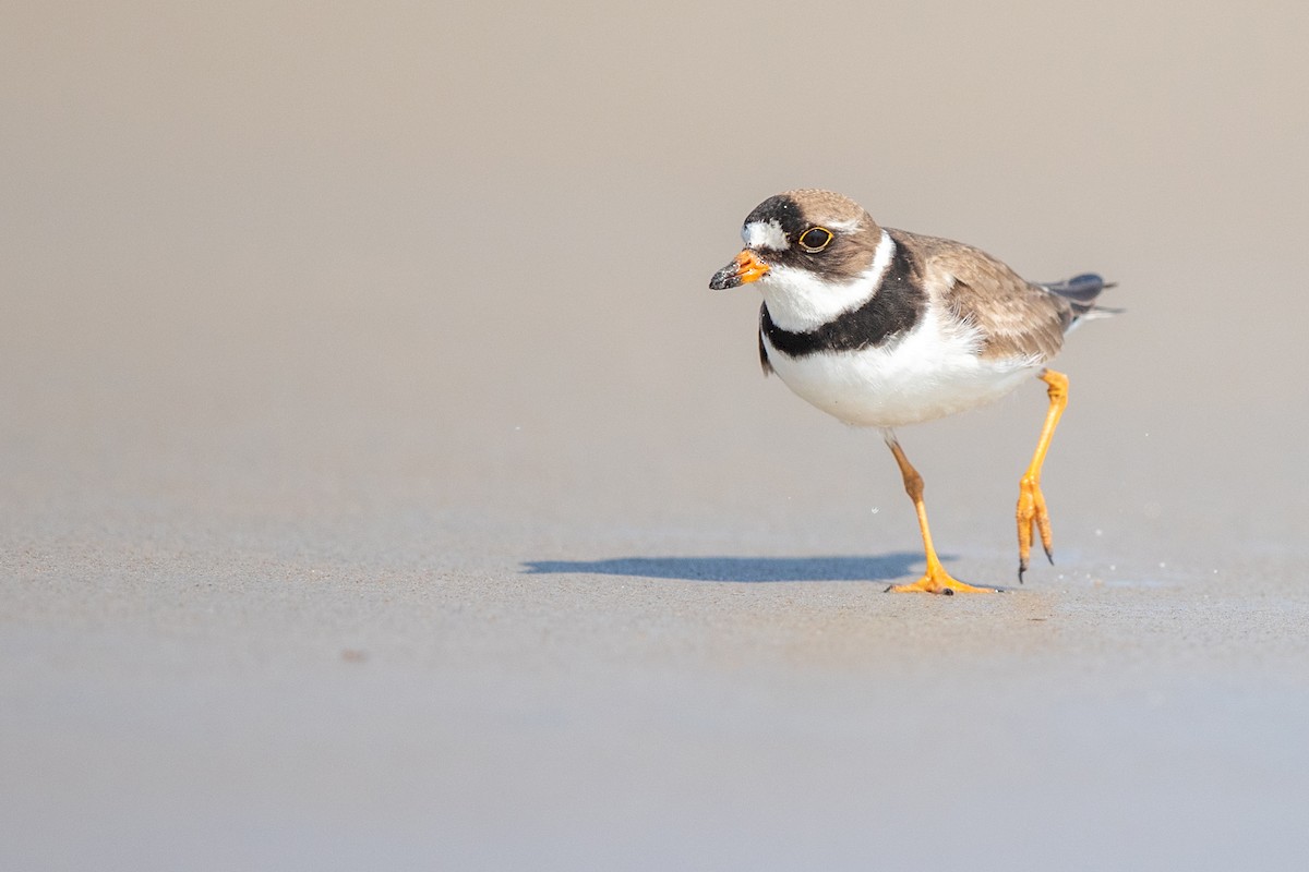 Semipalmated Plover - ML172490221