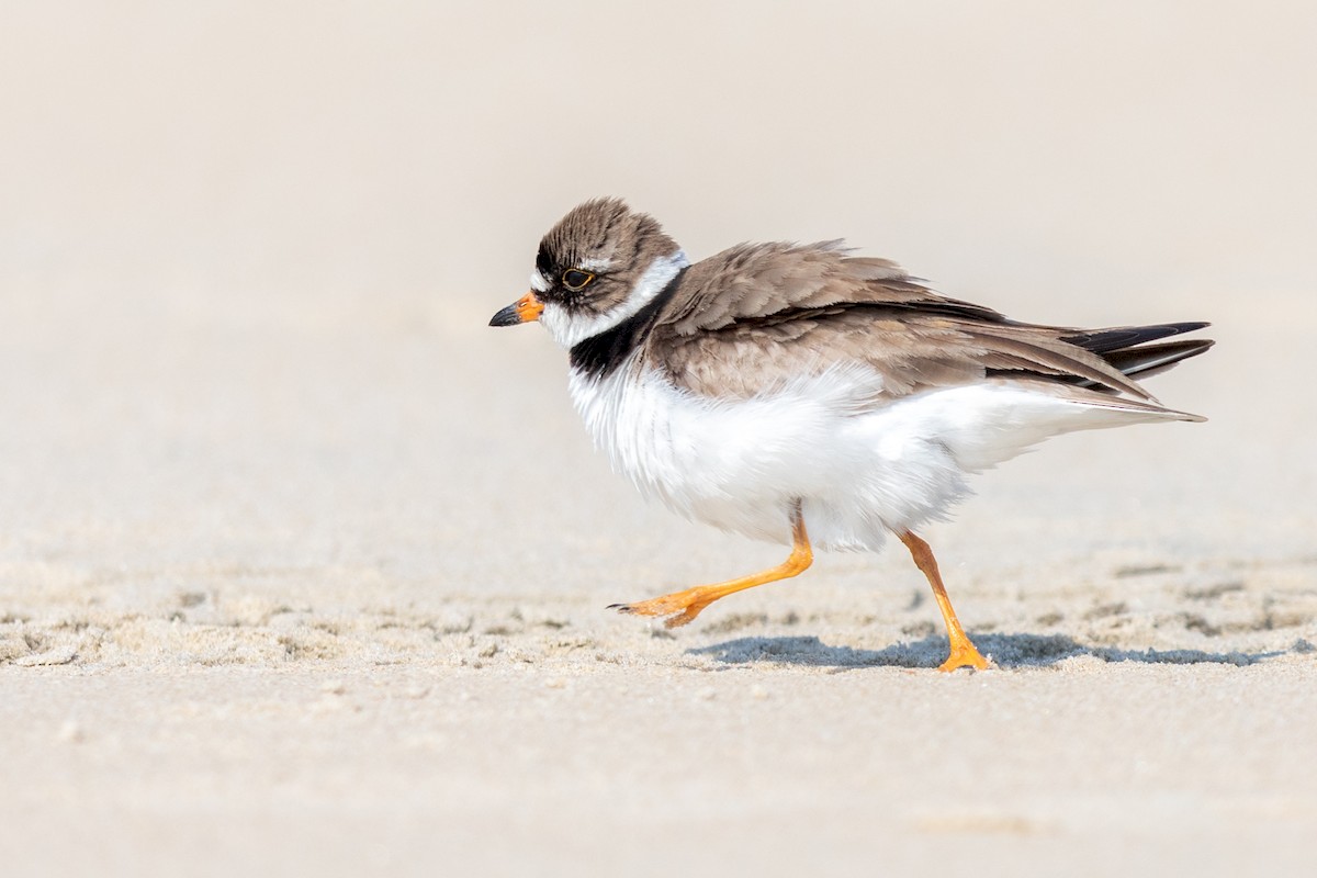 Semipalmated Plover - ML172490451