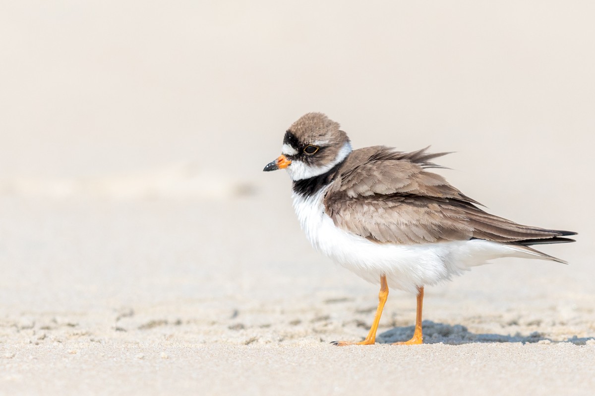 Semipalmated Plover - ML172490461