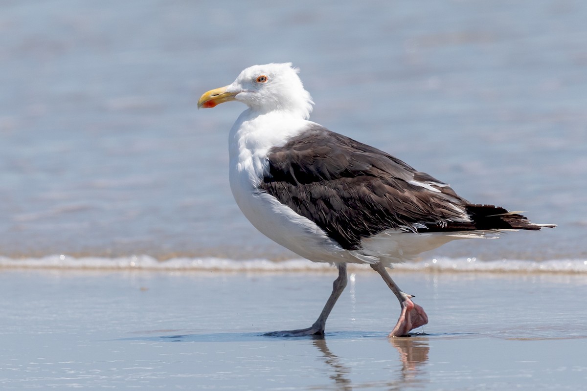 Great Black-backed Gull - Brad Imhoff