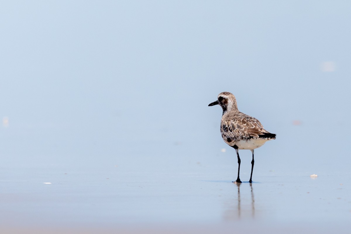 Black-bellied Plover - Brad Imhoff