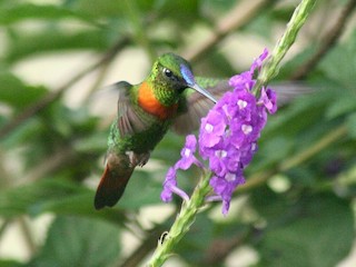 ホウセキハチドリ - eBird
