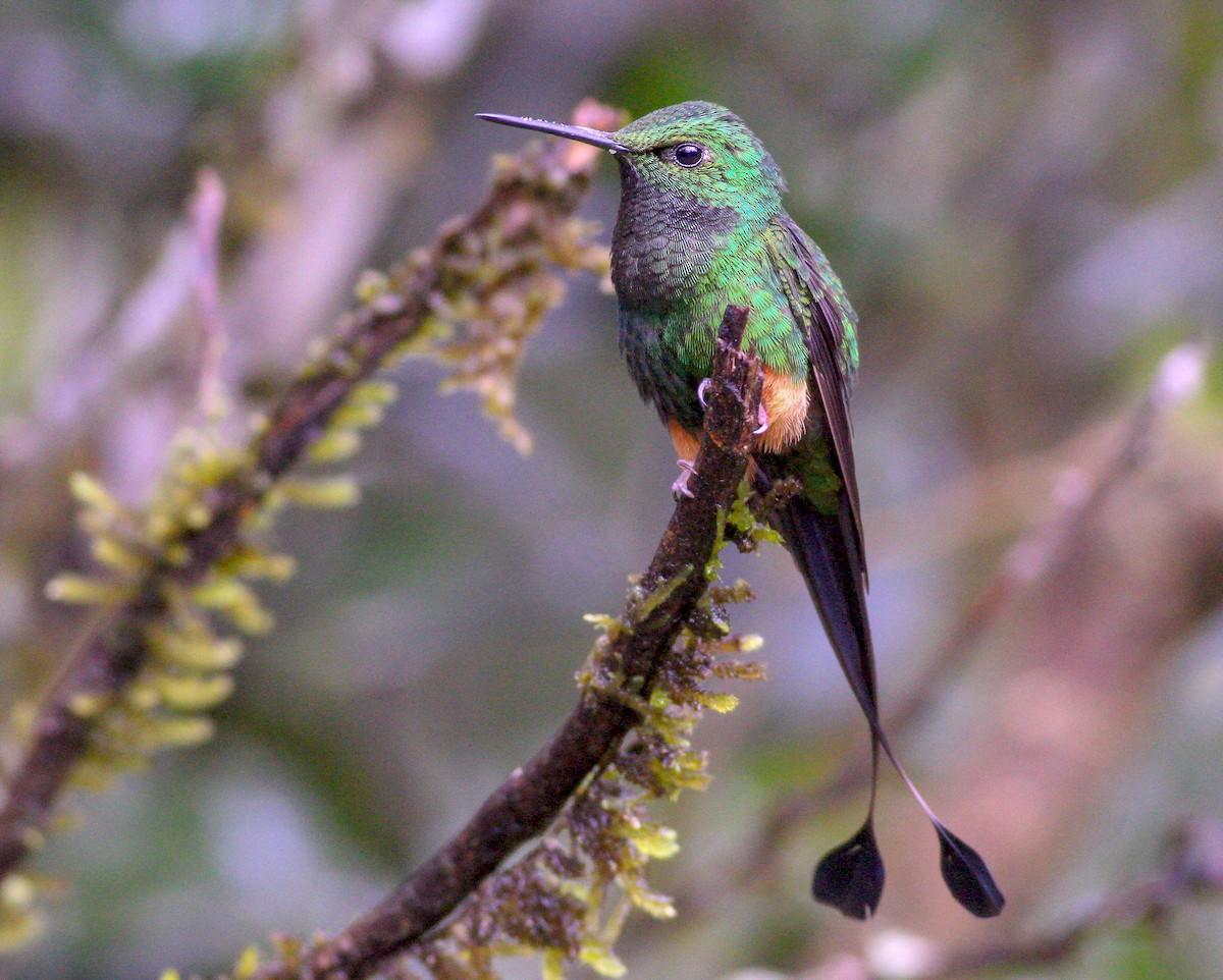 Rufous-booted Racket-tail - ML172493851