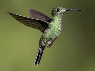  - Violet-fronted Brilliant