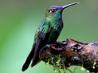  - Violet-fronted Brilliant