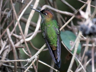  - Violet-fronted Brilliant
