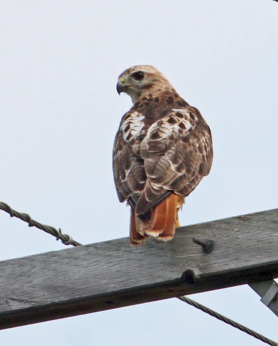 Red-tailed Hawk - ML172496181