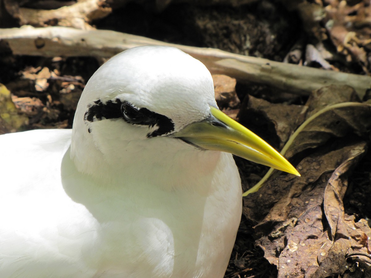 White-tailed Tropicbird - Mark Smiles