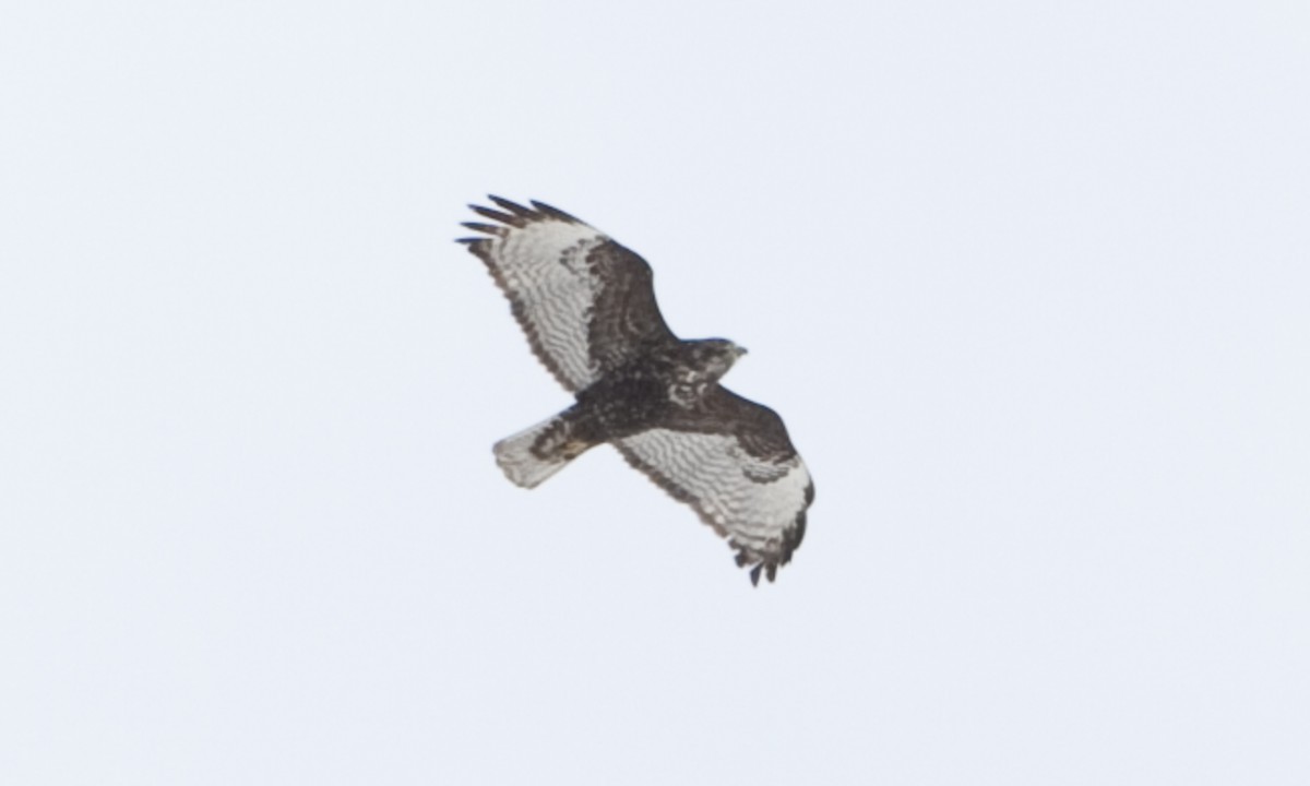 Red-tailed Hawk (Harlan's) - ML172497691