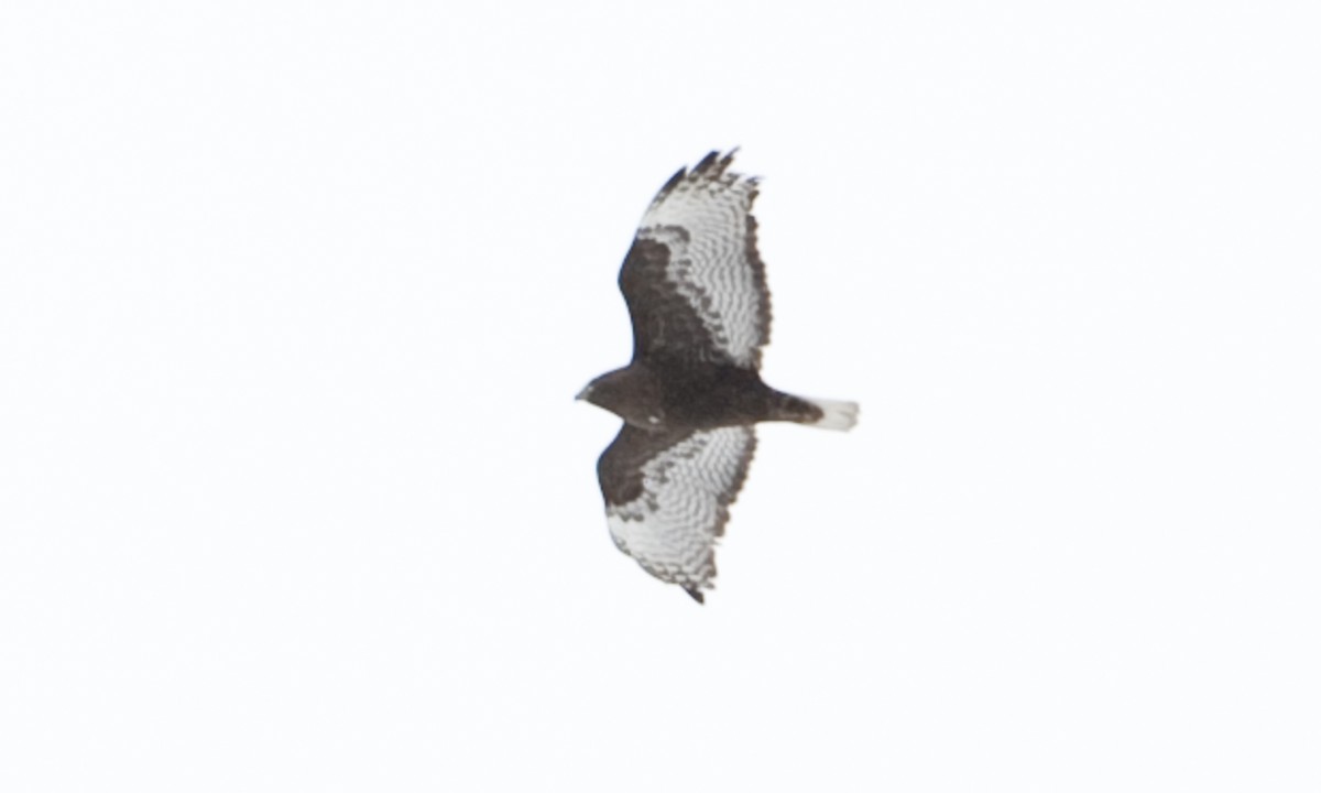 Red-tailed Hawk - ML172497891