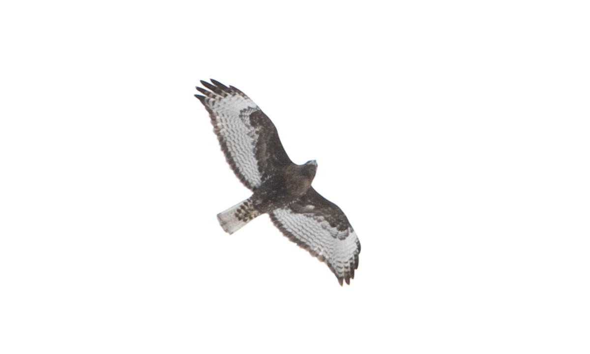 Red-tailed Hawk (calurus/abieticola) - ML172498401