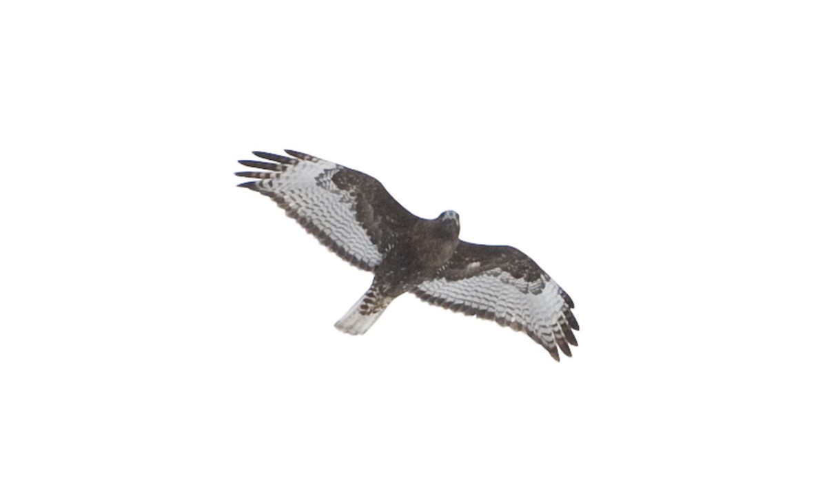 Red-tailed Hawk (calurus/abieticola) - ML172498411