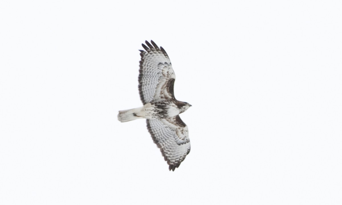 Red-tailed Hawk (abieticola) - ML172498591