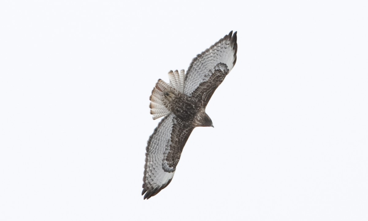 Red-tailed Hawk - ML172500471