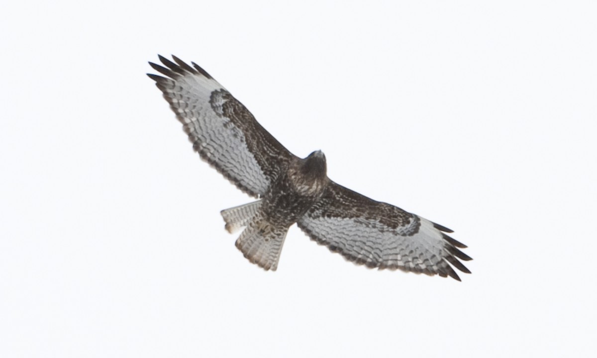 Red-tailed Hawk - ML172500481