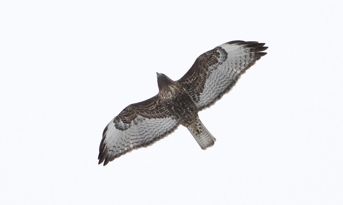 Red-tailed Hawk - ML172500491