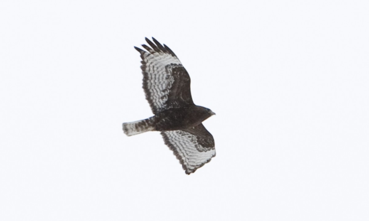 Red-tailed Hawk - ML172500531