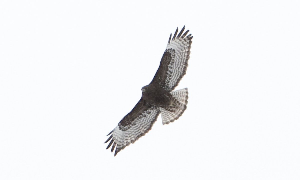 Red-tailed Hawk - ML172500781