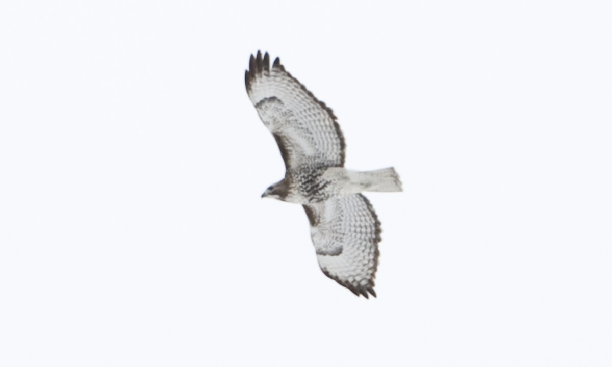 Red-tailed Hawk (abieticola) - ML172501381