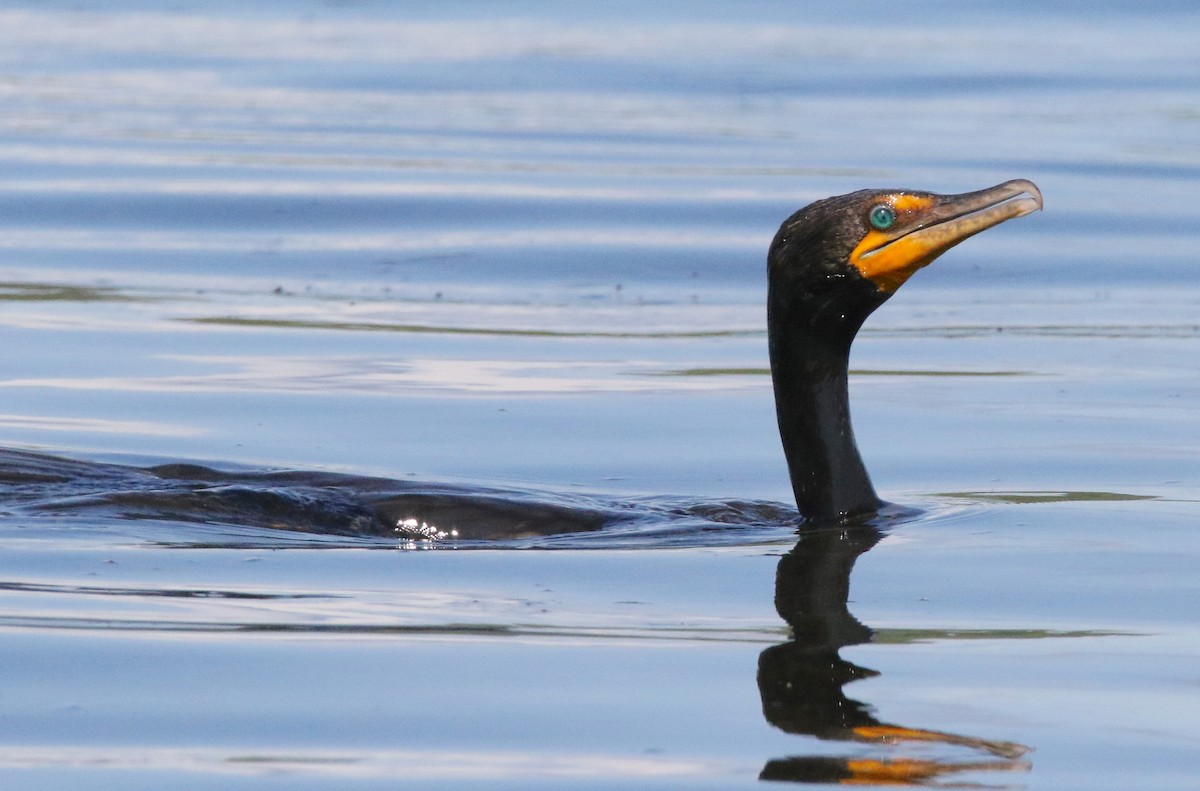 Double-crested Cormorant - Brian Tychie
