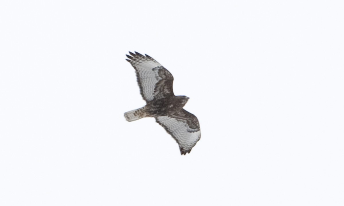 Red-tailed Hawk (Harlan's) - ML172501611