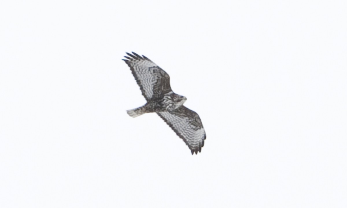 Red-tailed Hawk (Harlan's) - ML172501621
