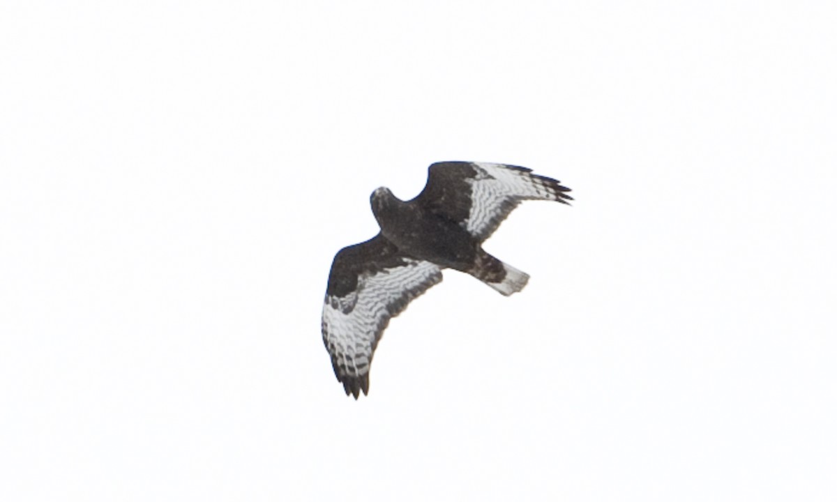 Red-tailed Hawk (Harlan's) - ML172501631