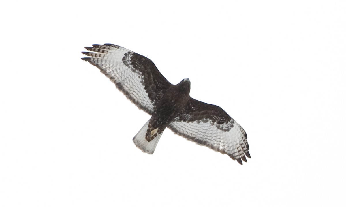 Red-tailed Hawk (Harlan's) - ML172501641