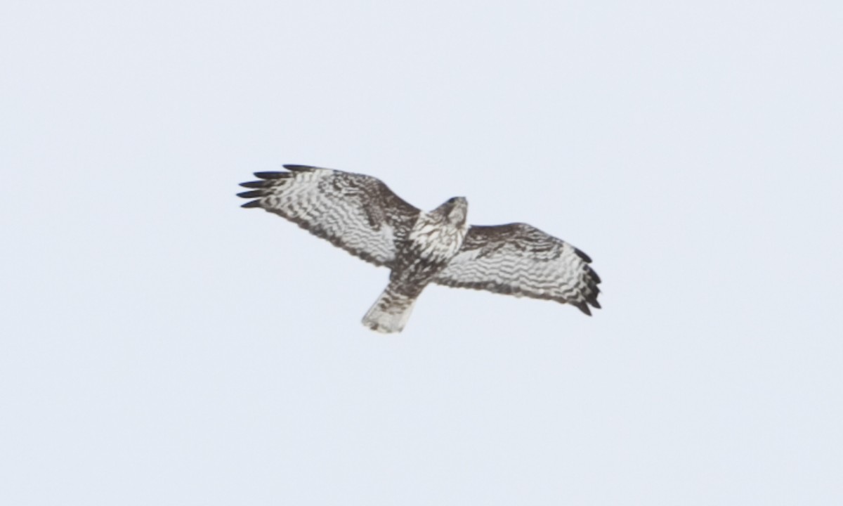 Red-tailed Hawk (Harlan's) - ML172501671