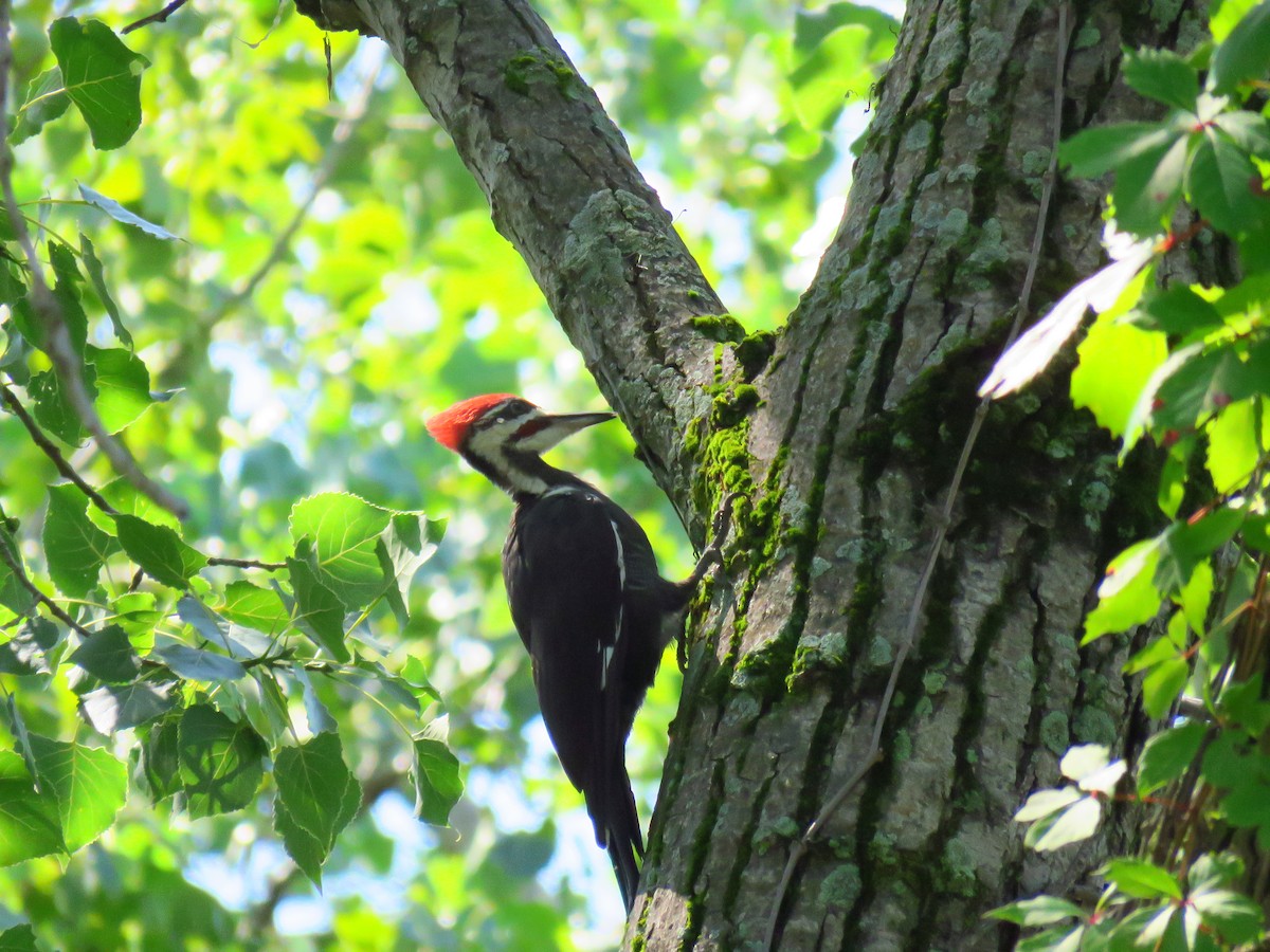 Pileated Woodpecker - Douglas Yochum