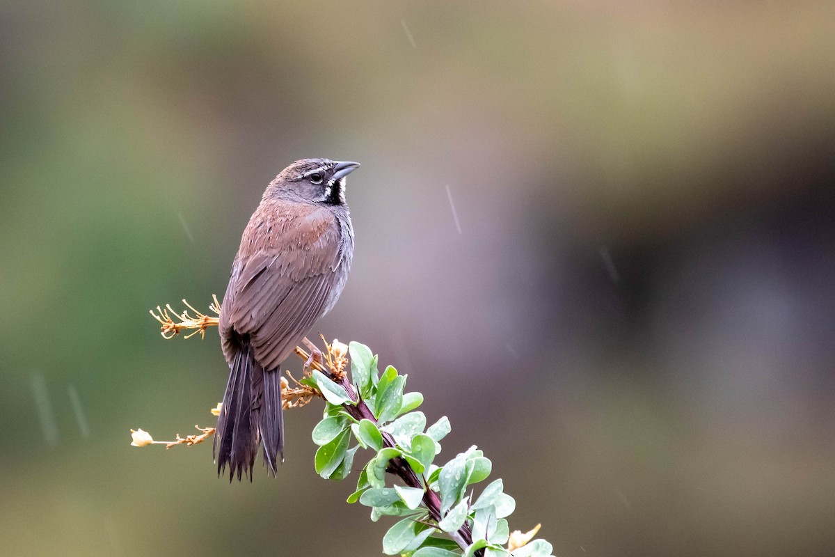 Five-striped Sparrow - Shawn Taylor