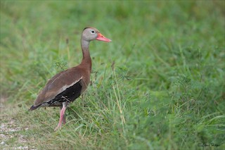 Black-bellied Whistling-Duck, ML172513461