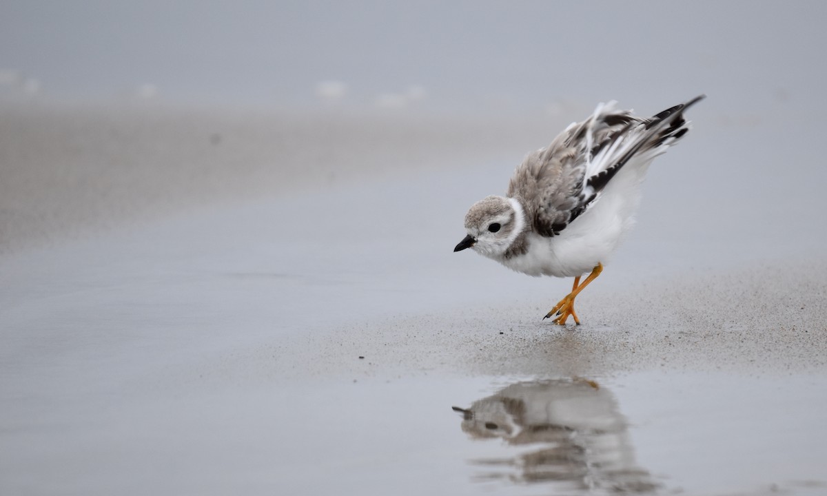 Piping Plover - ML172513561