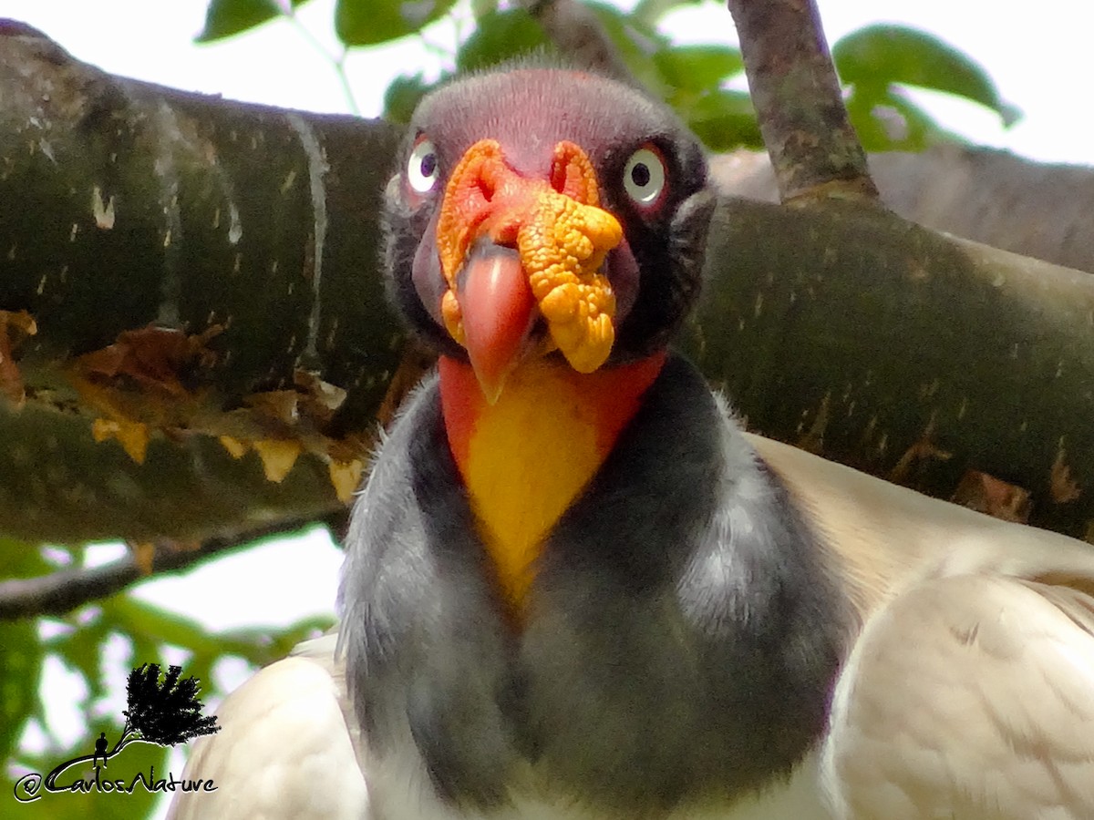 King Vulture - Anonymous