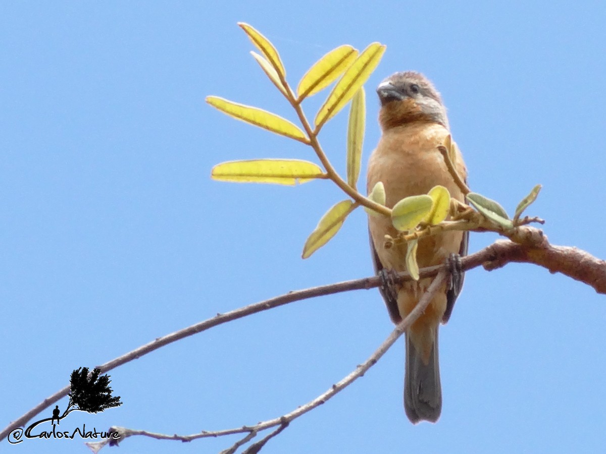 Ruddy-breasted Seedeater - ML172516031