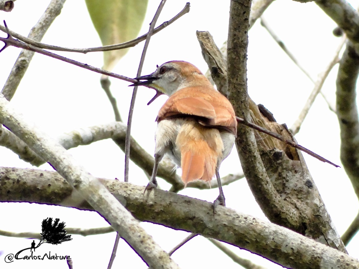 Yellow-chinned Spinetail - ML172516301