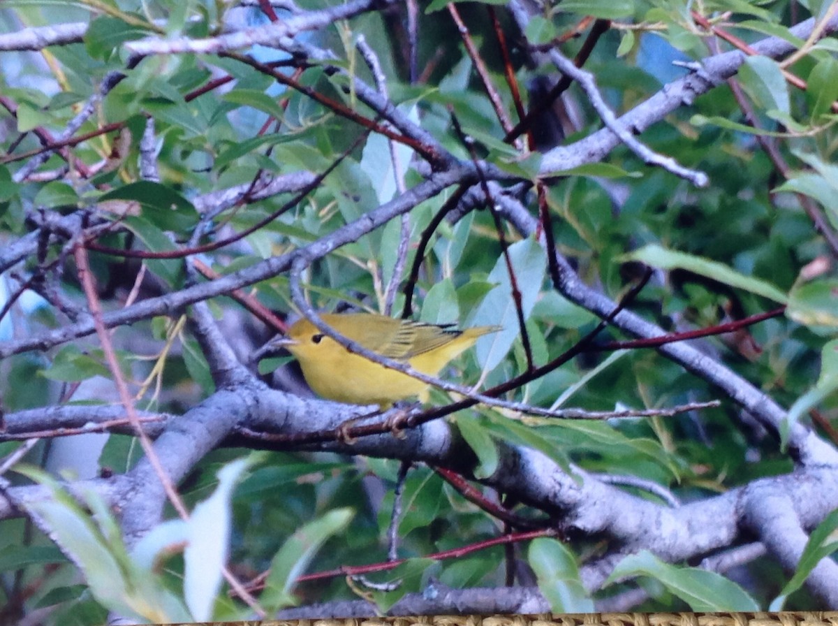 Yellow Warbler - Alice Oliver