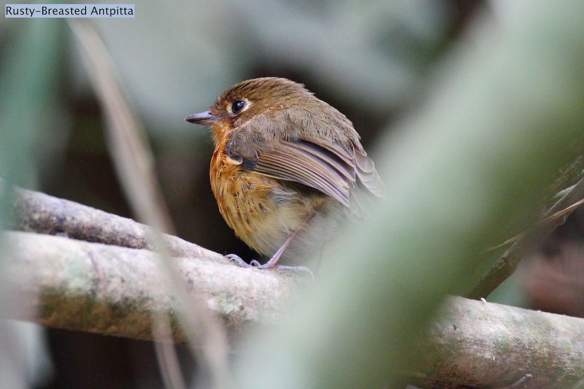 Rusty-breasted Antpitta (Rusty-breasted) - Butch Carter