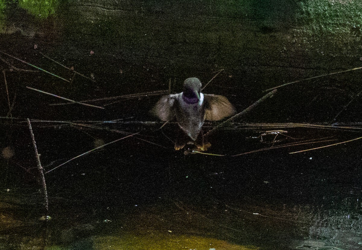 Black-chinned Hummingbird - Marty Herde