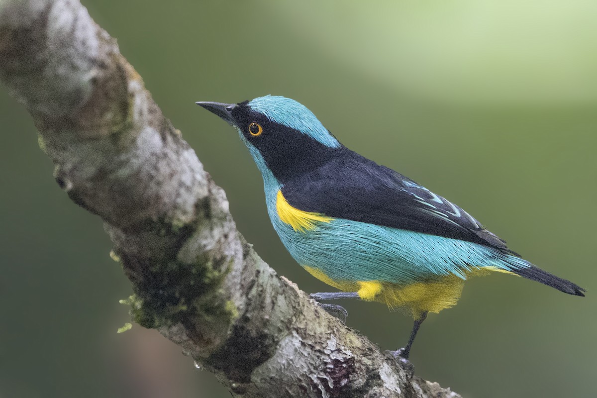 Black-faced Dacnis (Yellow-tufted) - ML172528941