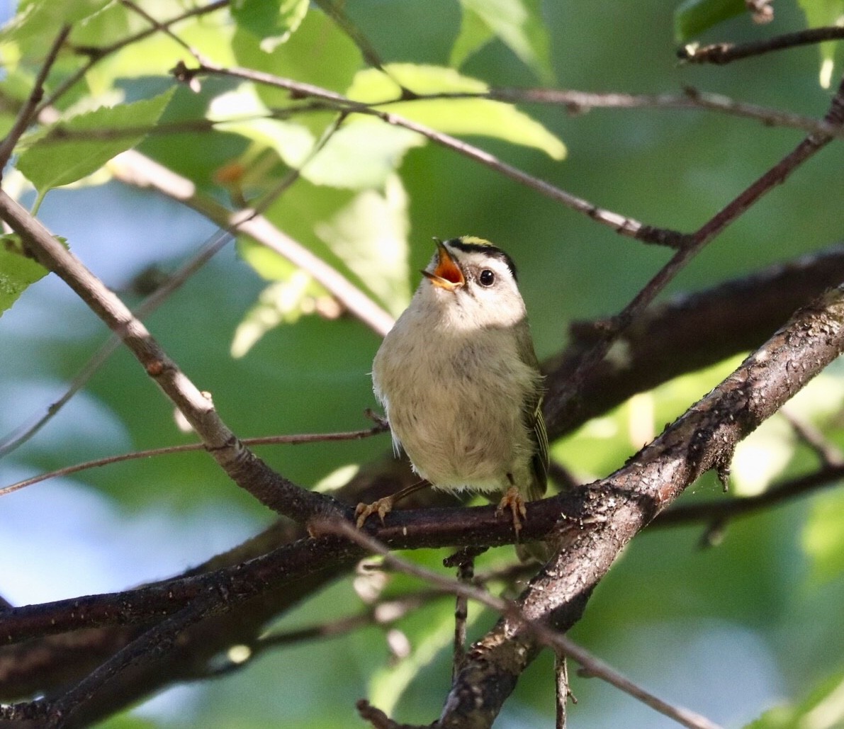 Golden-crowned Kinglet - Claire Stuyck